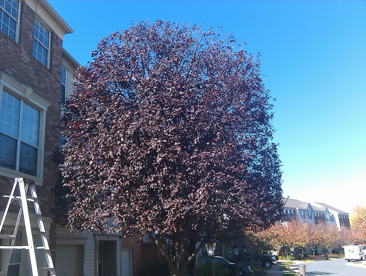 best trees for removing co2, Aldie VA