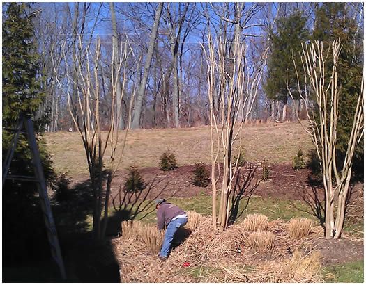 Your Landscape Partner Northern Virginia Commercial Tree Care Services