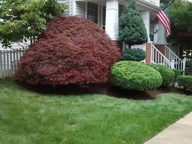 Your Landscape Partner Northern Virginia Residential Tree Care Services